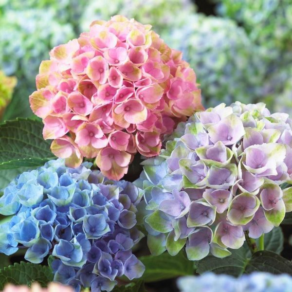 Everlasting Hydrangea