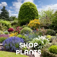 Shop GardenTap plants