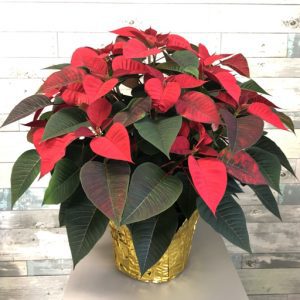 red poinsettia