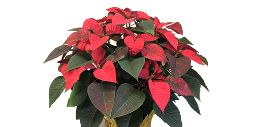 Red Poinsettia