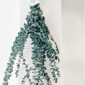 Eucalyptus Shower bundle